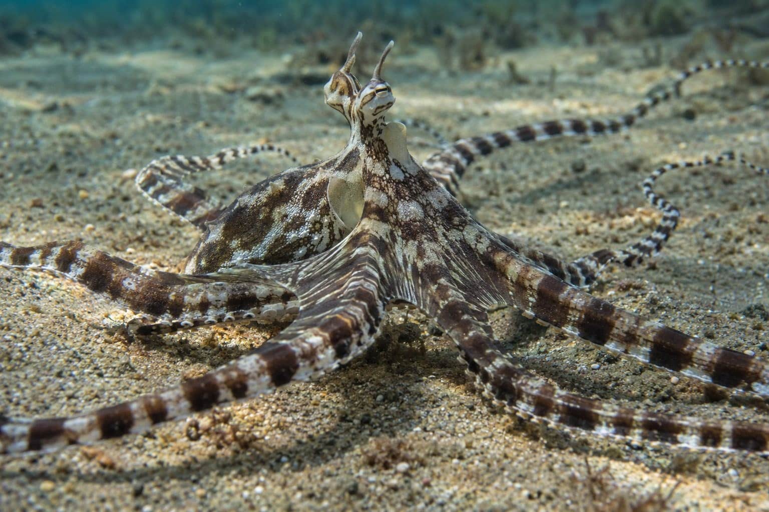 Pieuvre mimétique (Thaumoctopus mimicus) se transformant sur le fond sableux