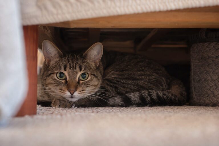 Chat tabby allongé dans une cachette sous un lit, regardant vers l'extérieur avec une expression vigilante