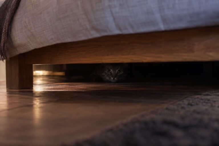 Un chat gris tabby caché sous un lit dans une chambre, ne montrant que ses yeux inquiets dans l'obscurité