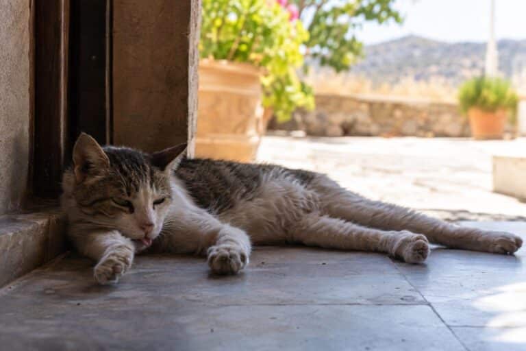 Chat domestique apathique et déshydraté pendant une canicule estivale, allongé dans l'ombre