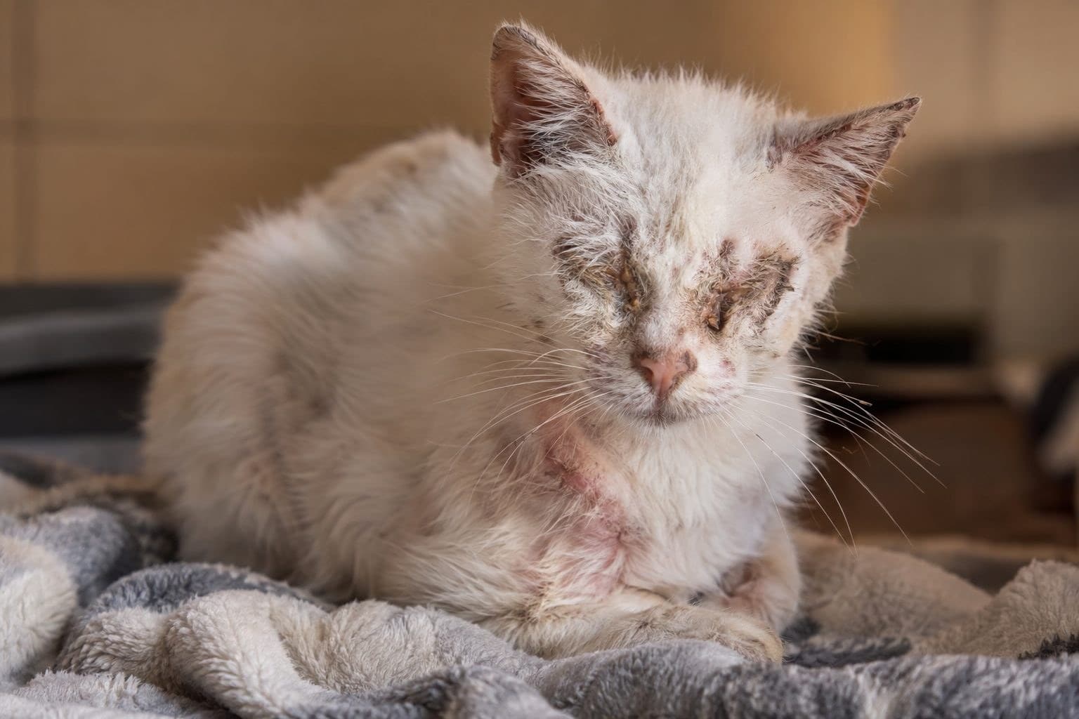 Chat blanc malade atteint de gale, les yeux fermés par les croûtes, en état de détresse