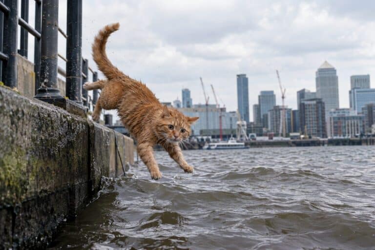 Un chat roux tombant dans l'eau des docks de la Tamise à Londres, saisi dans l'action de la chute