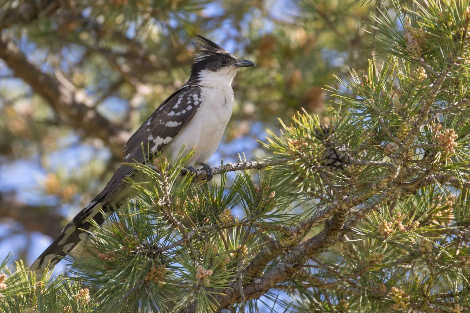 Coucou-geai perché dans les branches d'un pin