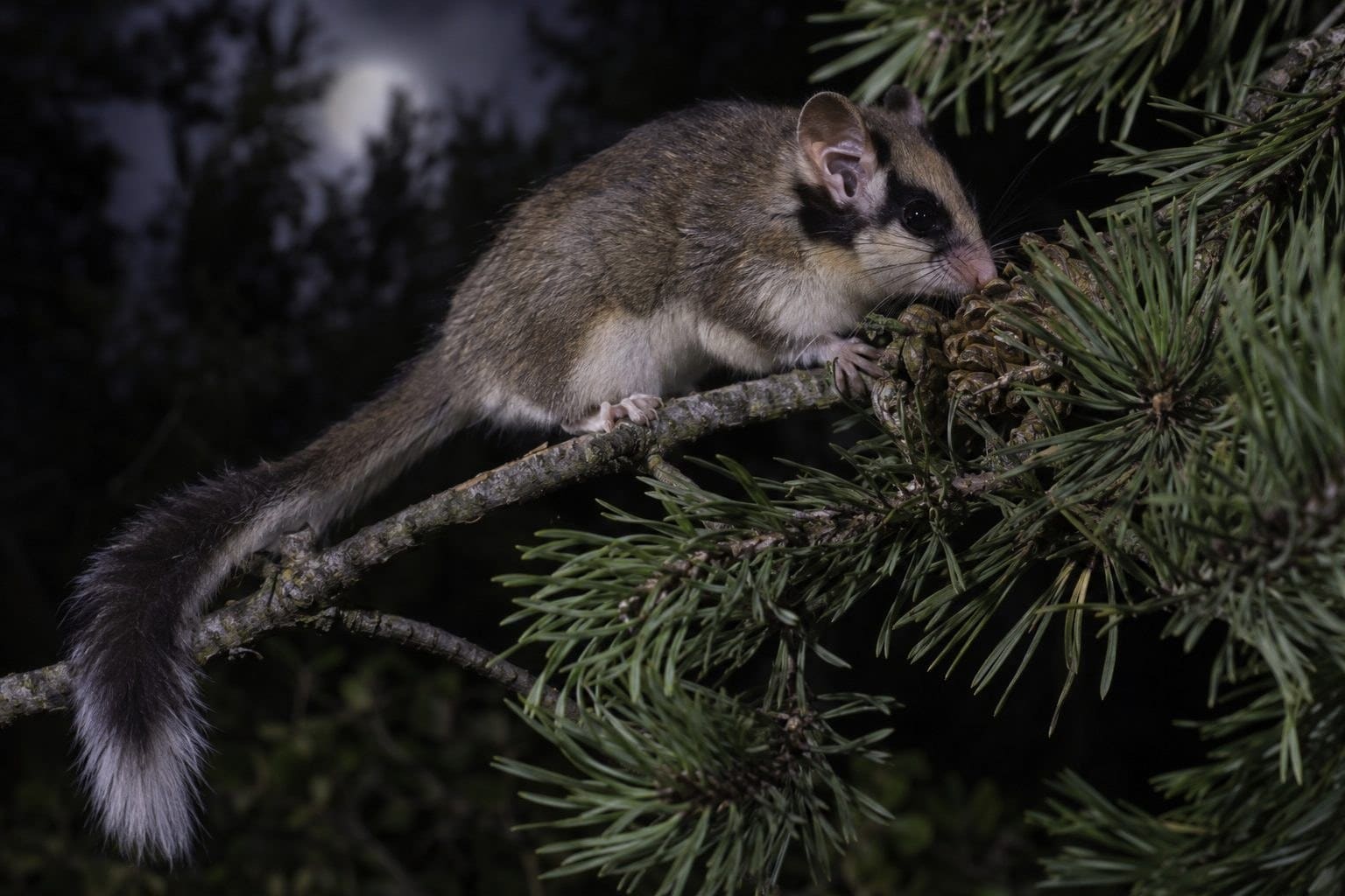 Lérot (loir des greniers) dans un pin la nuit
