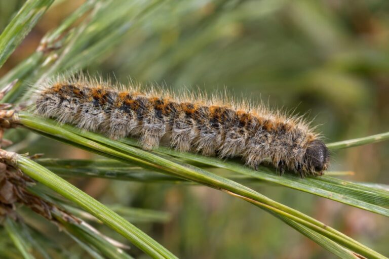 Gros plan sur une chenille processionnaire du pin montrant ses poils urticants