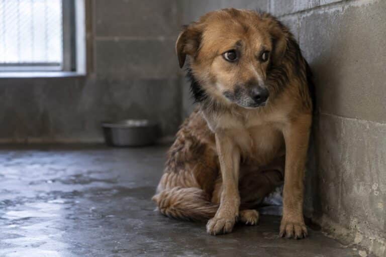 Un chien rescapé de l'étranger, tremblant et méfiant, assis dans un refuge avec un regard apeuré, illustrant l'arrivée difficile des chiens adoptés