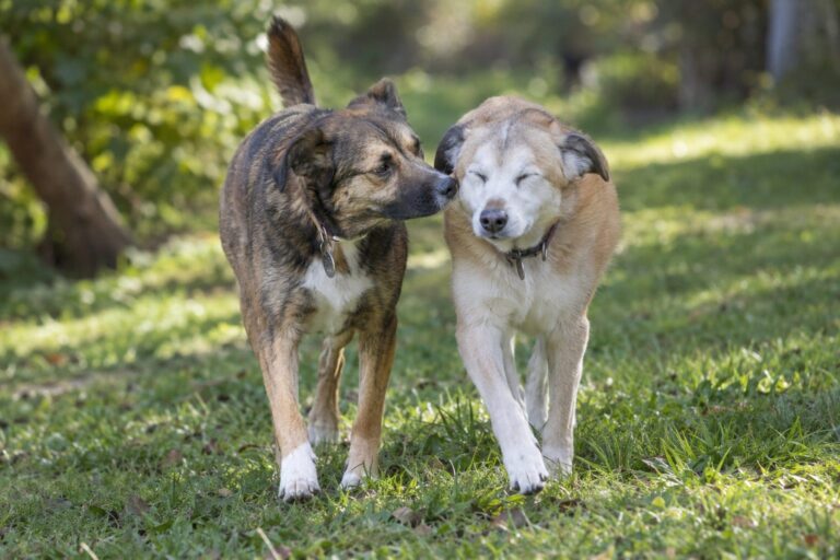 Un chien aveugle (Canis lupus familiaris) de race mixte aux yeux fermés guidé tendrement par un autre chien lors d'une promenade en extérieur