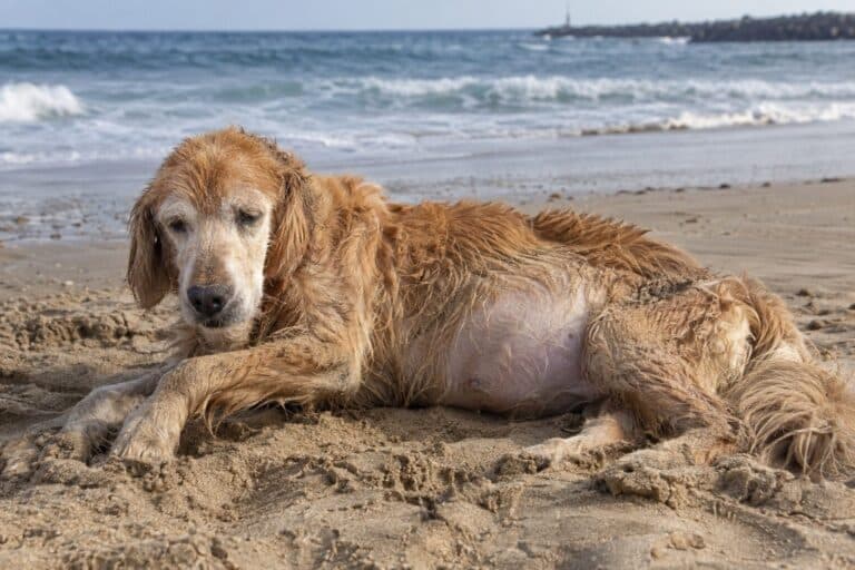Golden Retriever malade et affaibli allongé sur une plage de sable, montrant son état physique précaire avec une distension abdominale visible