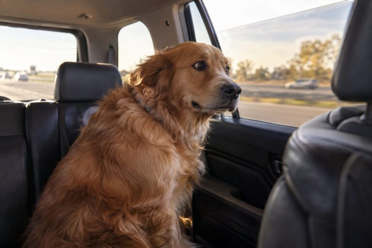 Un chien Golden Retriever regardant par la fenêtre ouverte d'une voiture en mouvement, avec une expression anxieuse et des oreilles en arrière