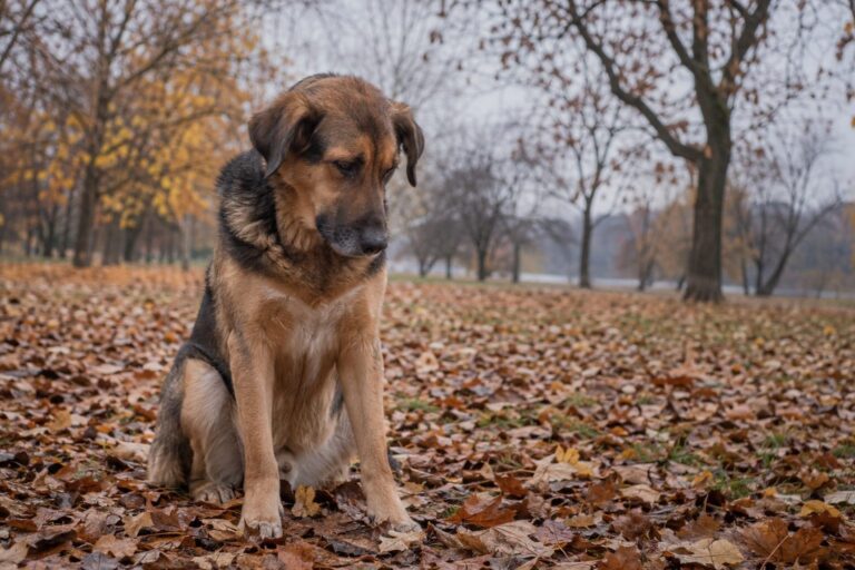 Un chien de taille moyenne assis seul dans un parc automnal, entouré de feuilles mortes et de couleurs d'automne ternes, avec une expression triste et mélancolique