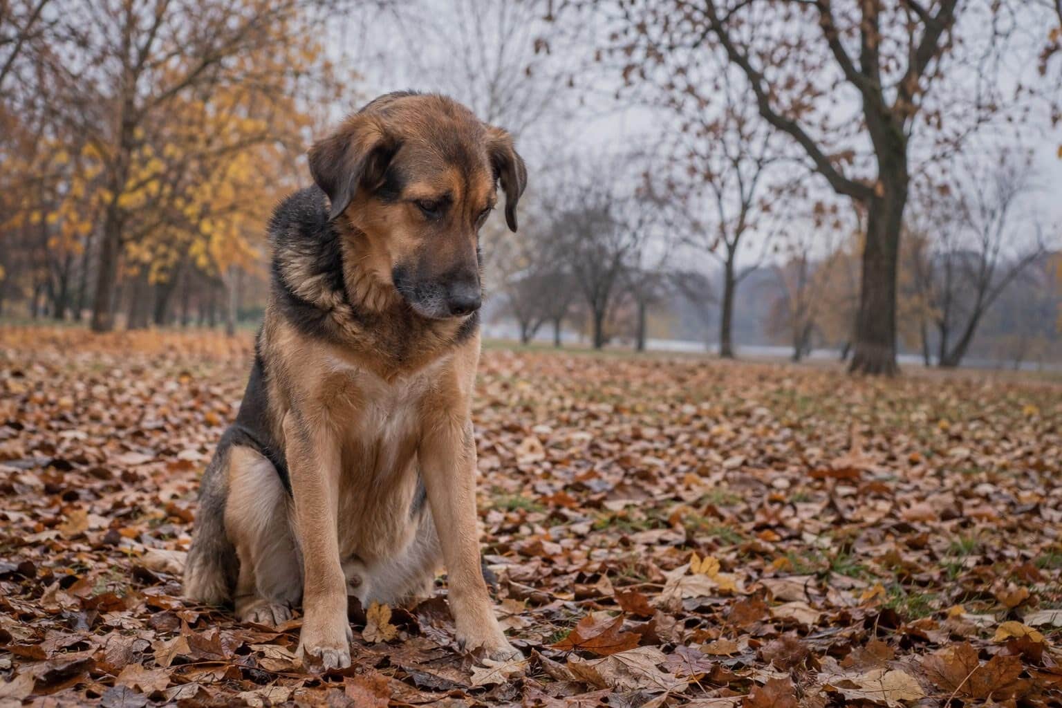Un chien de taille moyenne assis seul dans un parc automnal, entouré de feuilles mortes et de couleurs d'automne ternes, avec une expression triste et mélancolique