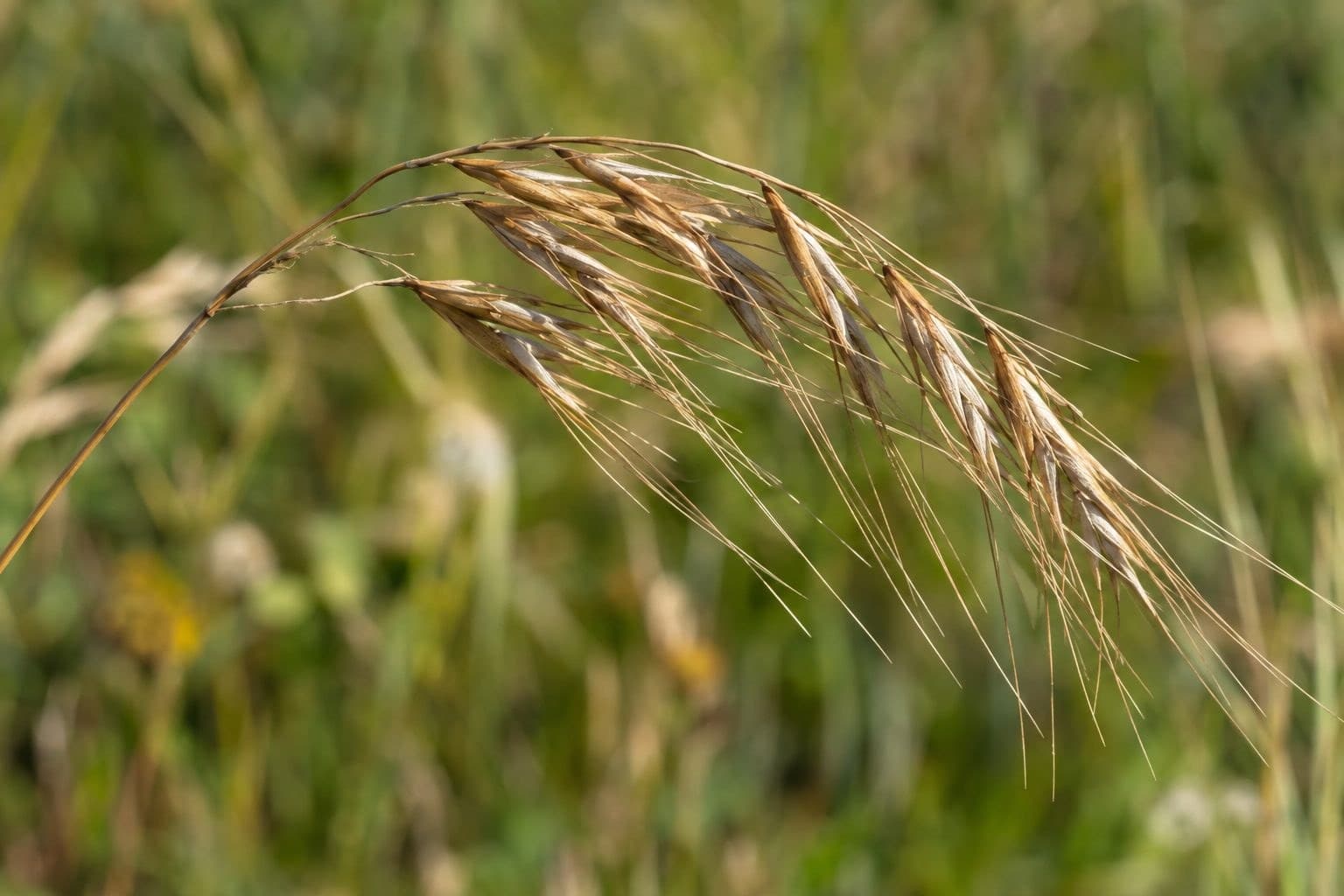 Gros plan d'un épillet de graminée sauvage