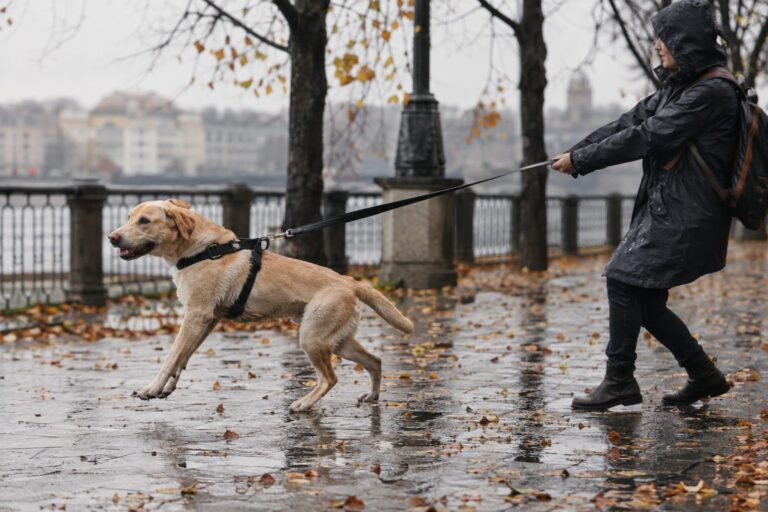 Un chien adulte de taille moyenne tirant fortement en laisse lors d'une promenade urbaine sous la pluie automnale