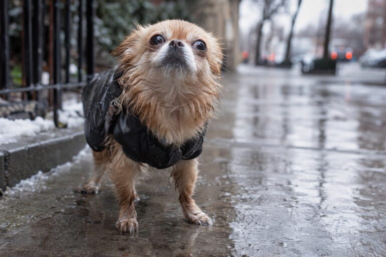 Un petit chien frissonnant sur un trottoir mouillé en hiver, avec des gouttes de pluie et un regard triste levé vers le haut
