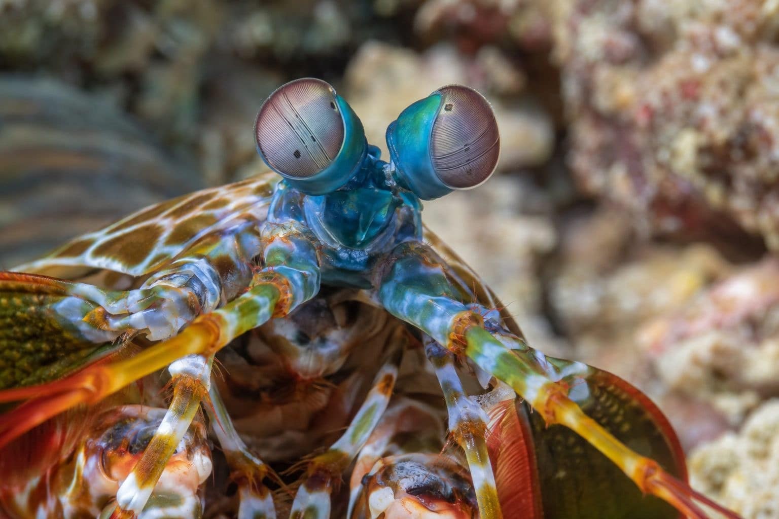 Gros plan des yeux de la squille multicolore