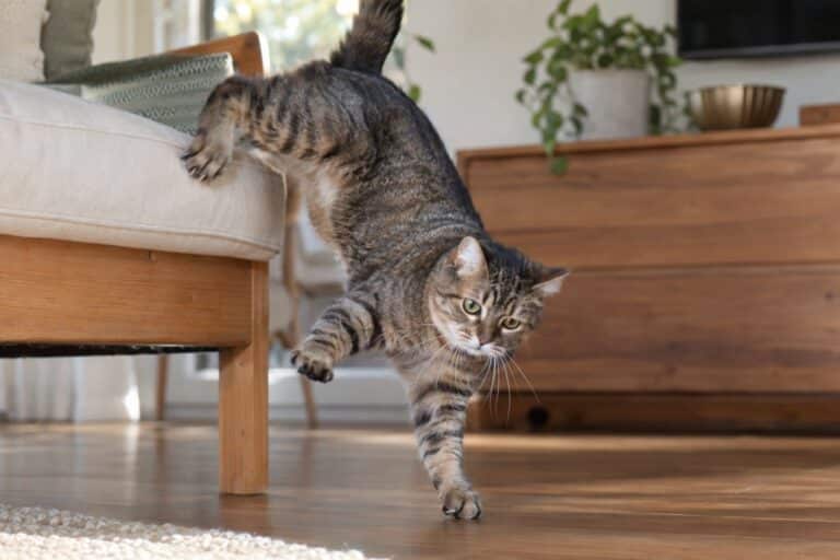 Chat adulte perdant l'équilibre lors d'une chute d'un meuble bas, capturant l'instant de déséquilibre et de maladresse