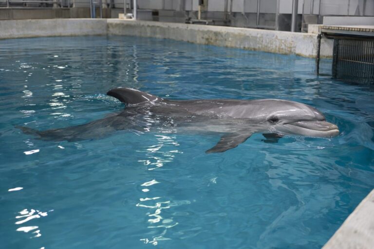 Dauphin en captivité dans un bassin de delphinarium