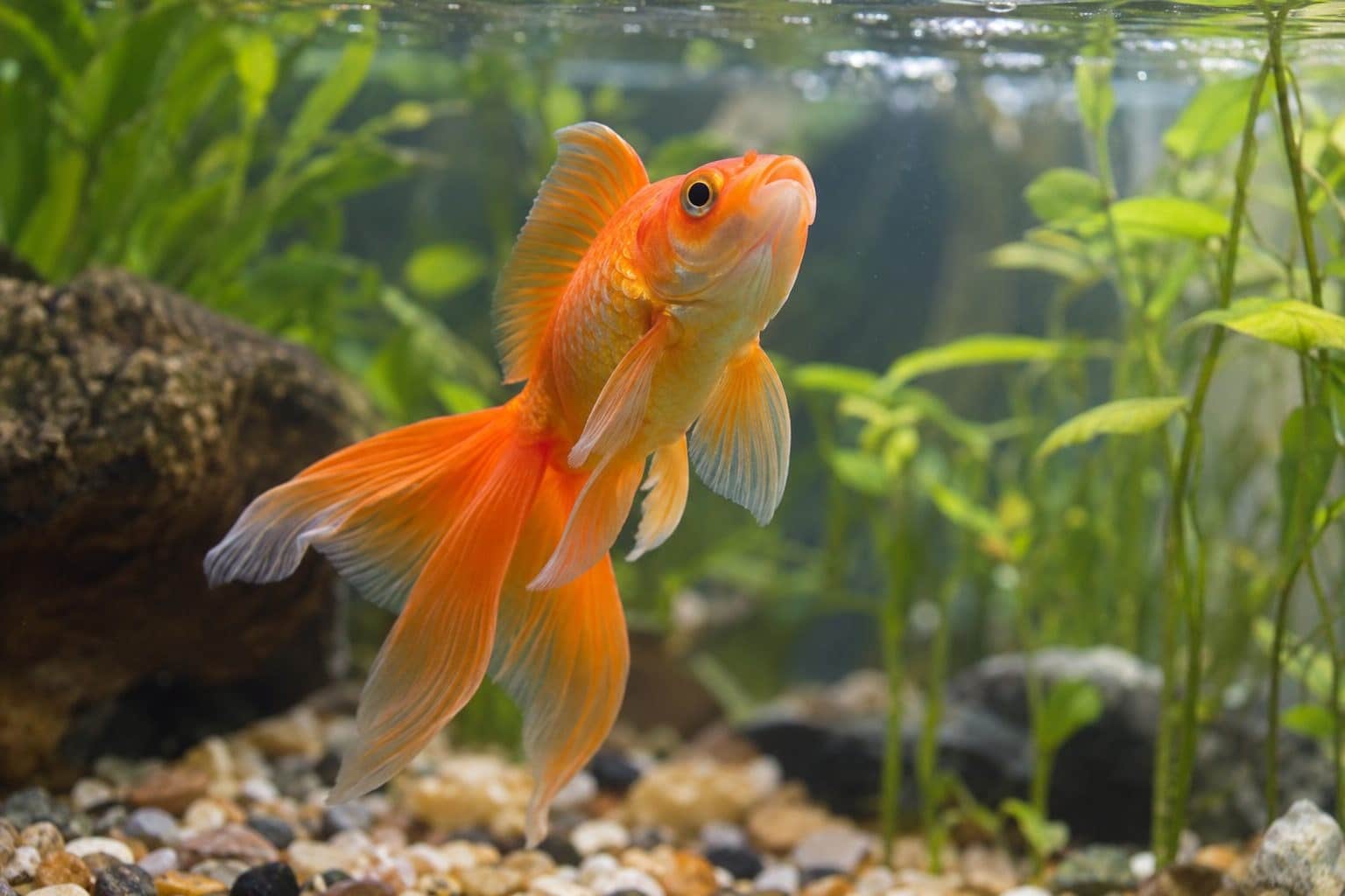 Combien de temps un poisson peut-il survivre sans manger ?