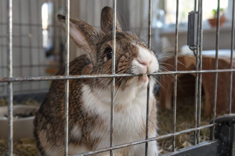 Un lapin européen (Oryctolagus cuniculus) ennuyé rongeant les barreaux de sa cage en intérieur