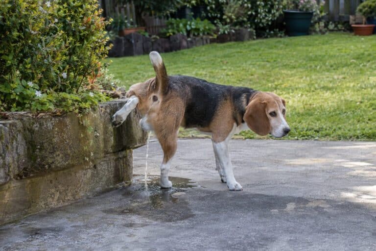 Un chien ou un chat urinant sur une surface en béton gris dans un jardin, avec les traces d'urine visibles