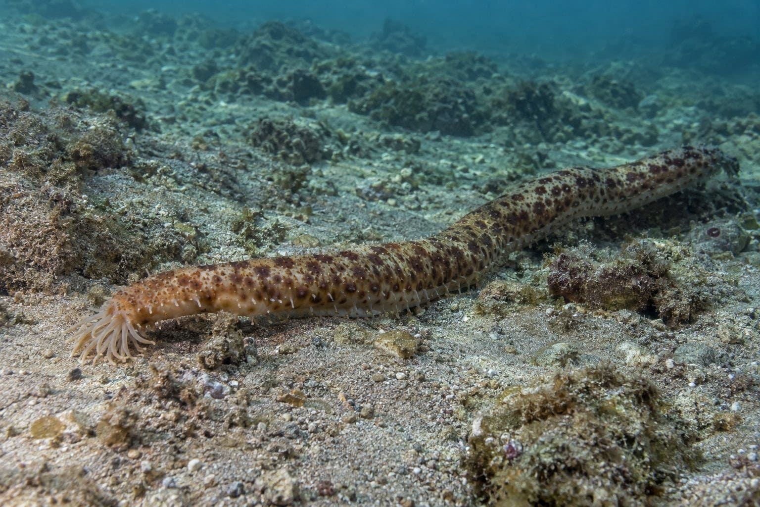Concombre de mer Synapta maculata rampant sur le fond marin