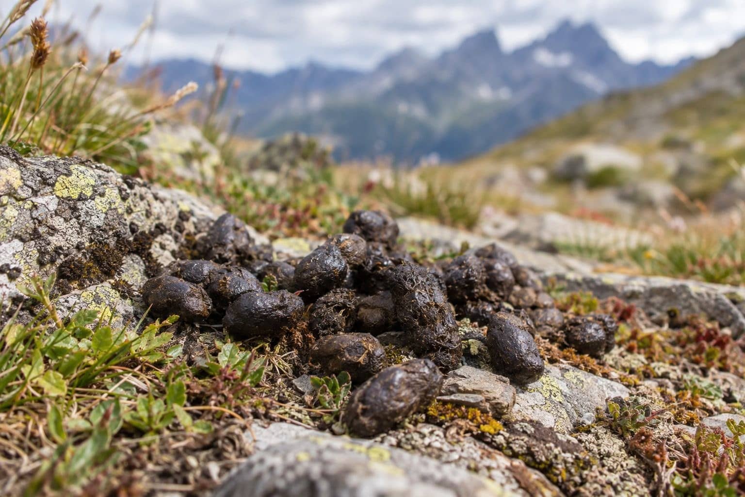 Gros plan sur des crottes de dahu au sol montagneux