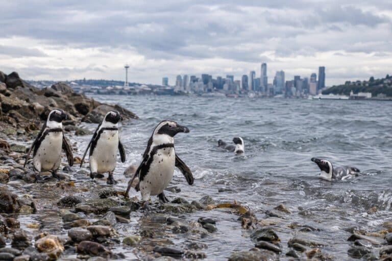 Pingouins en liberté se promenant sur la plage et dans l'eau près de l'aquarium fermé de Seattle