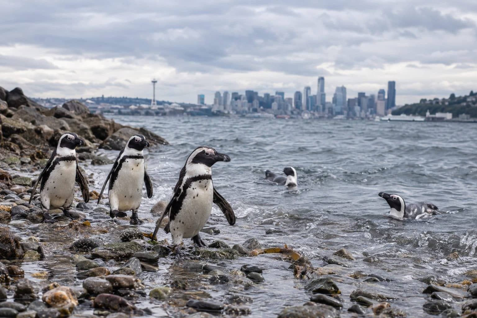 Pingouins en liberté se promenant sur la plage et dans l'eau près de l'aquarium fermé de Seattle