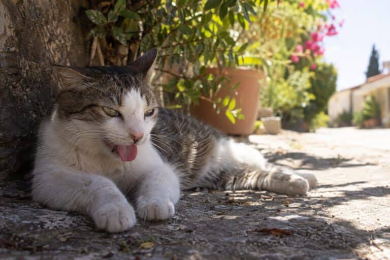 Un chat allongé, haletant et déshydraté, cherchant refuge à l'ombre pendant une vague de chaleur estivale