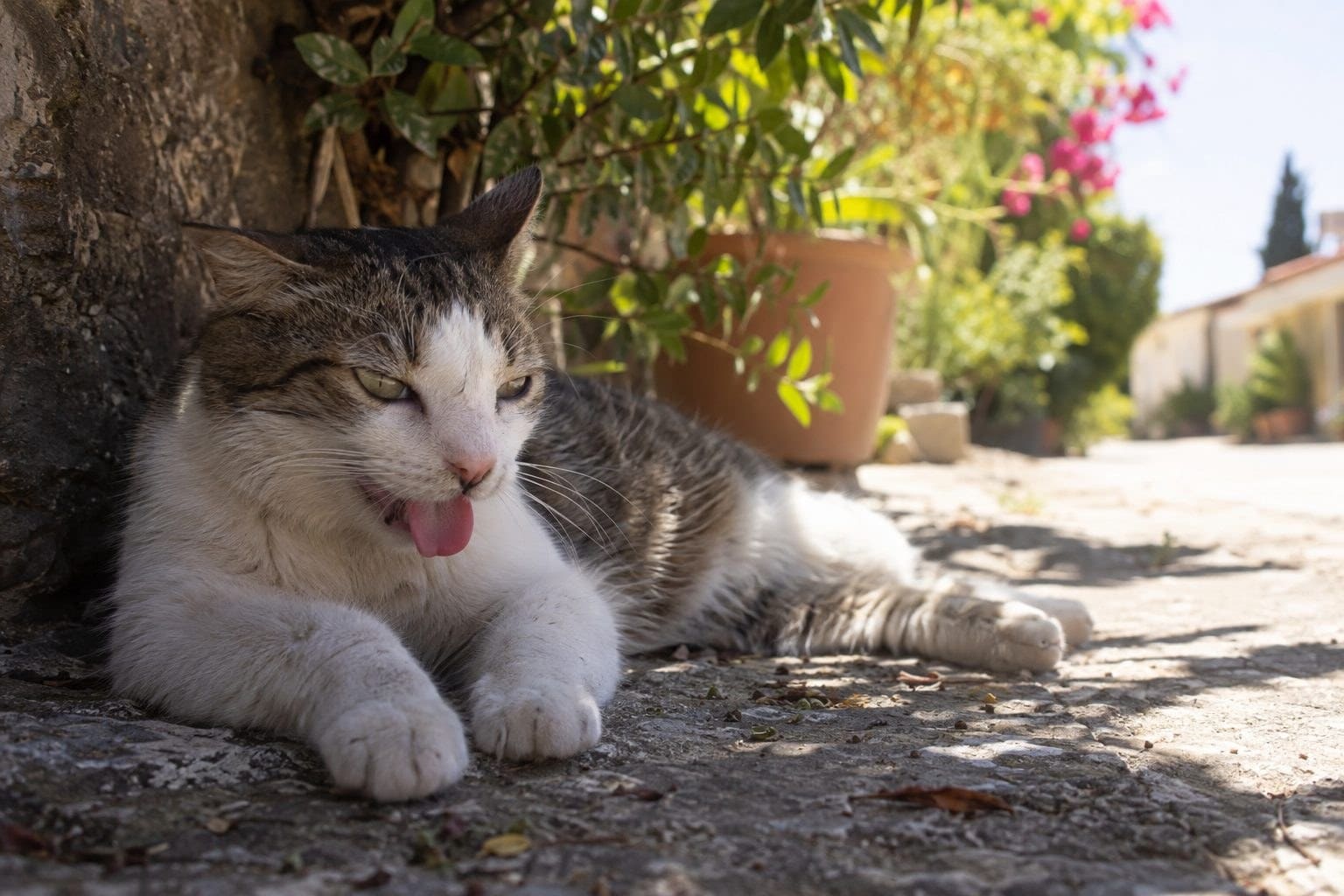 Coup de chaud chez le chat en été : les signes à surveiller pour éviter l’urgence vétérinaire