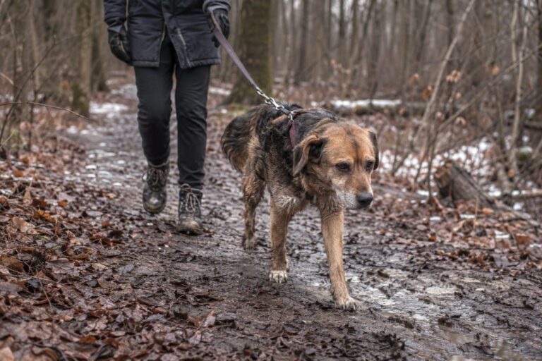 Un chien en laisse lors d'une promenade hivernale dans un sentier boueux, avec son maître en arrière-plan