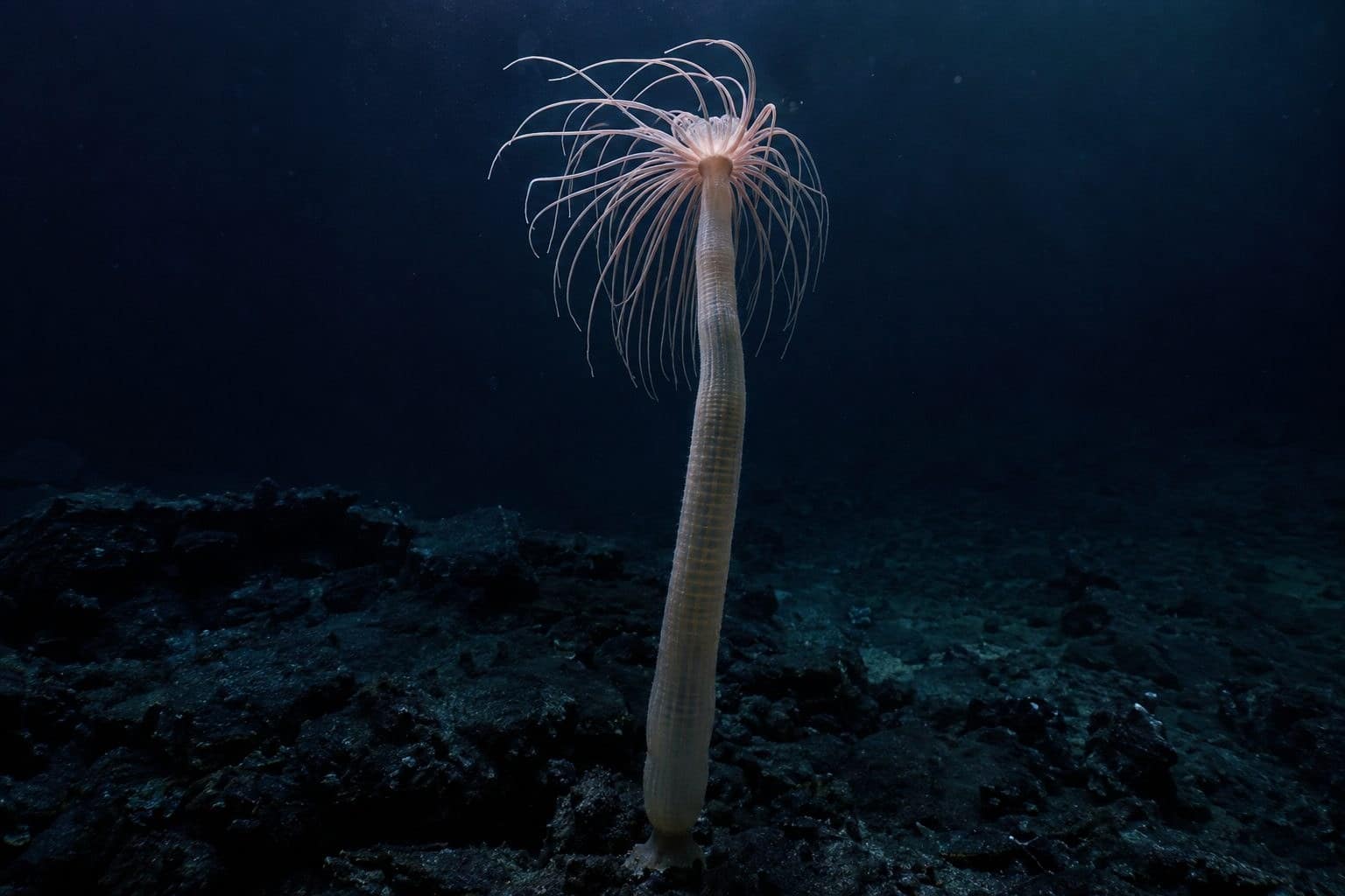 Solumbellula monocephalus fixé au substrat rocheux des profondeurs abyssales du Pacifique, avec ses tentacules déployés