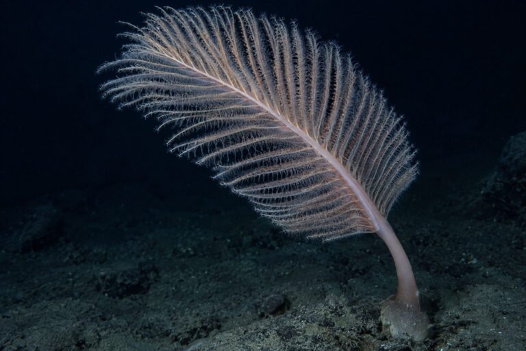 Gros plan sur les tentacules délicats du Solumbellula monocephalus ondulant dans les courants abyssaux