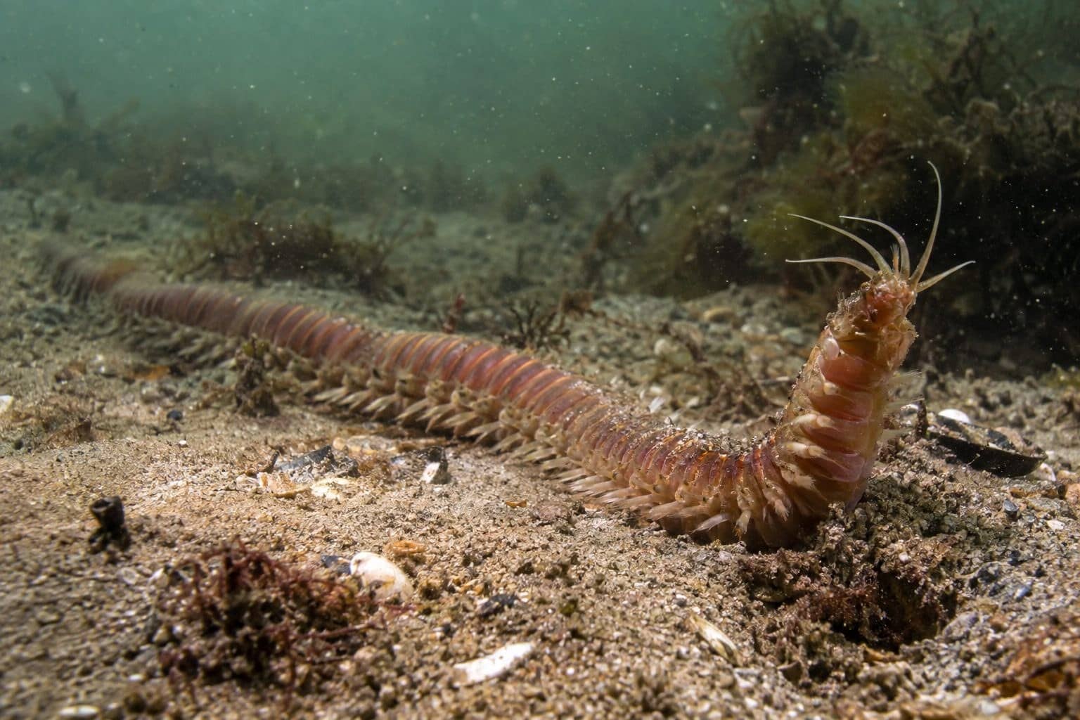 La grande gravette (Alitta virens) dans son habitat naturel de la mer du Nord