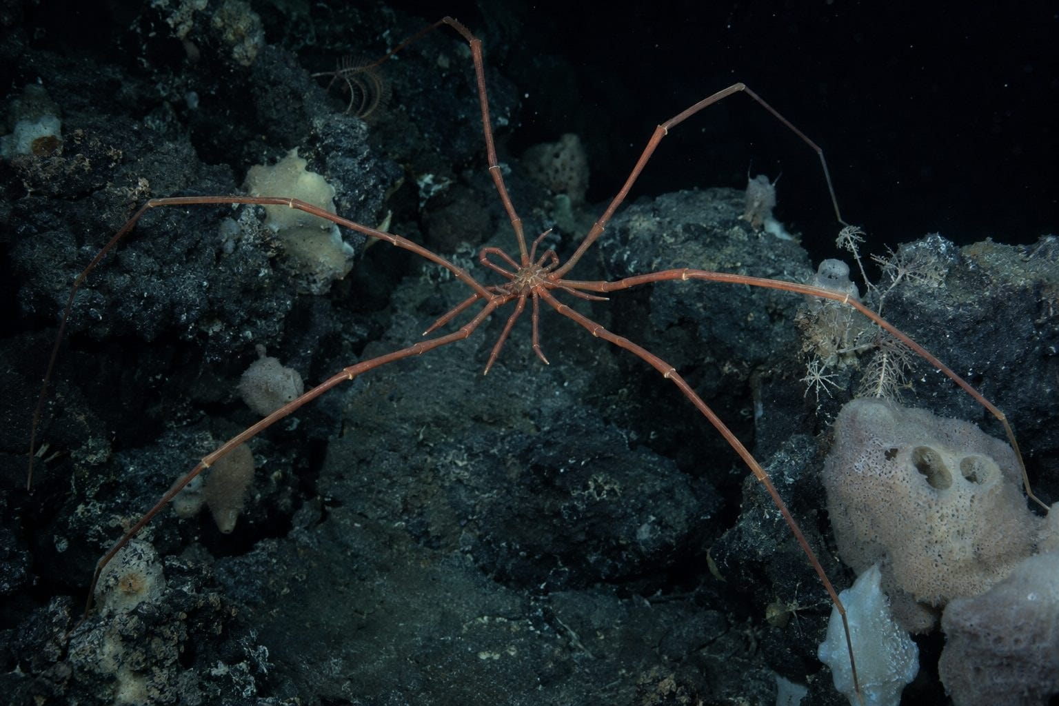 L'araignée géante de mer de l'Antarctique dans les profondeurs