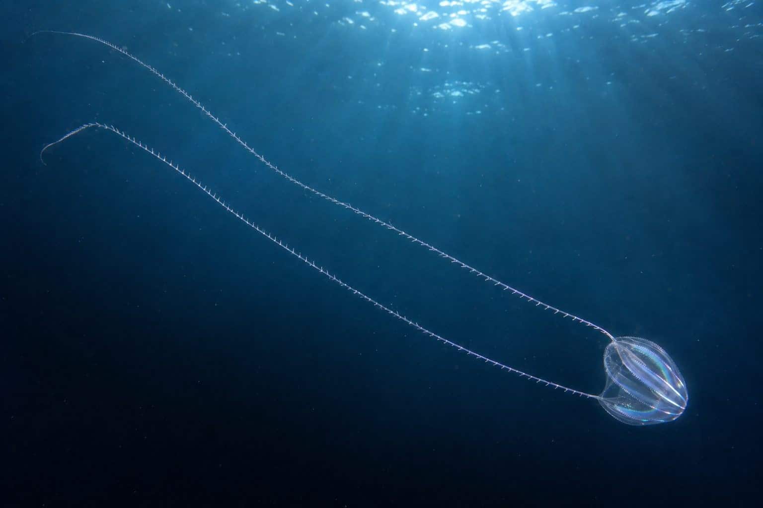 La groseille de mer en chasse avec ses tentacules déployés