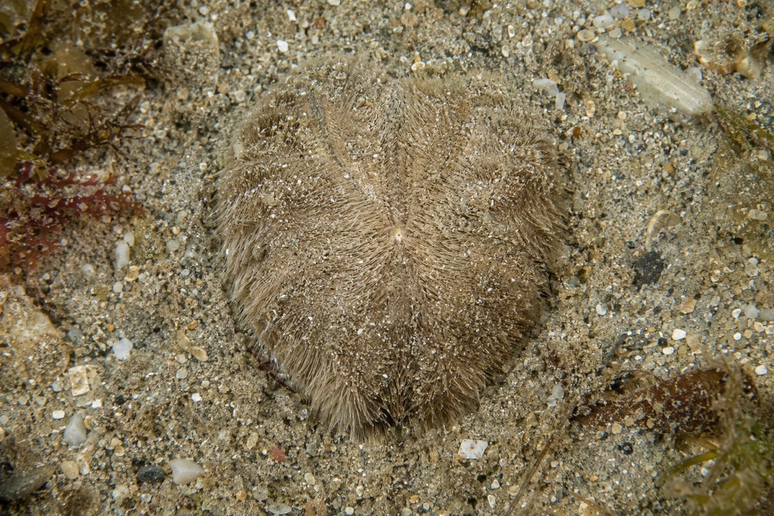 L'oursin-cœur enfoui dans le sable du fond marin