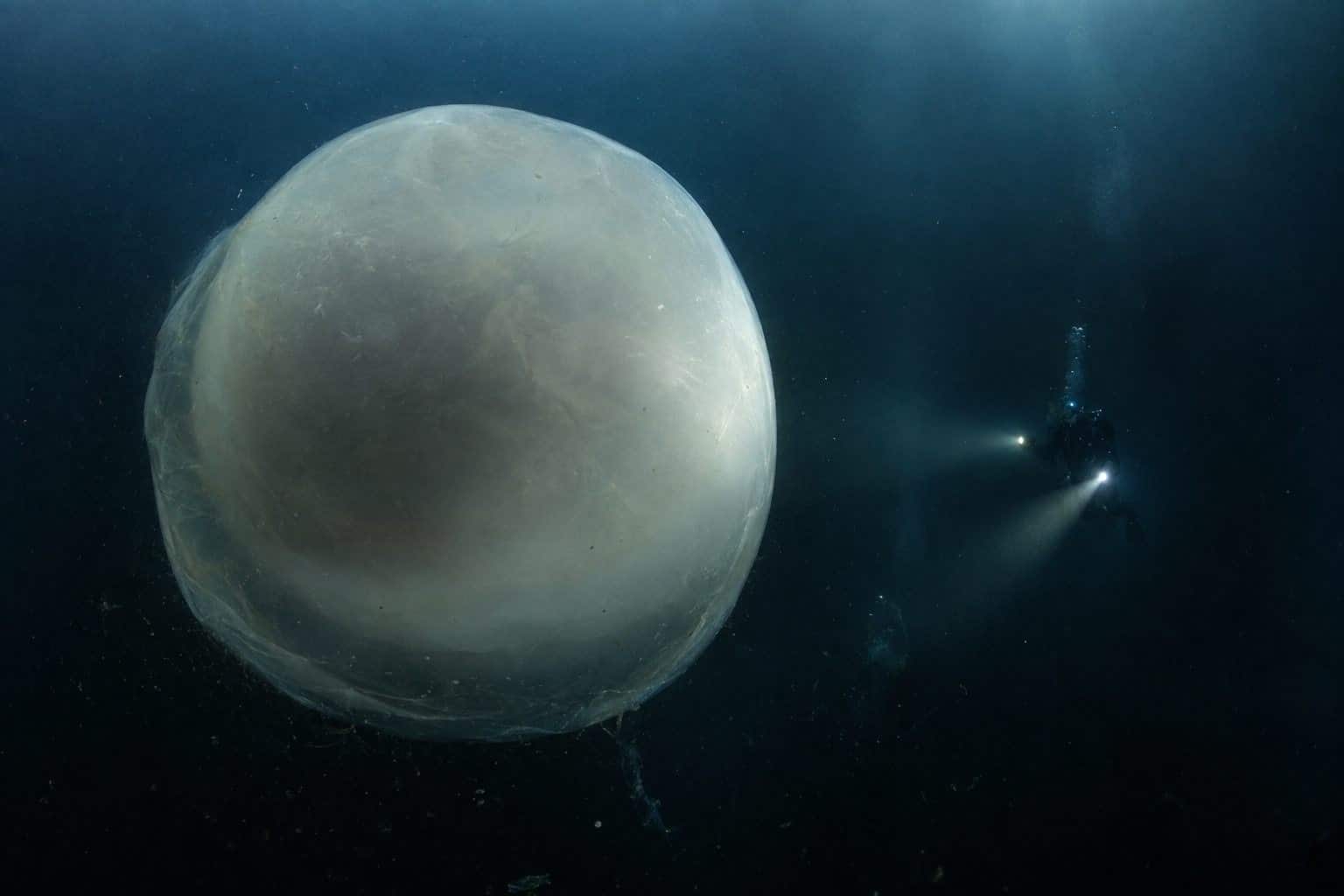 Oeuf géant de calmar géant (Architeuthis dux) découvert en eaux profondes norvégiennes