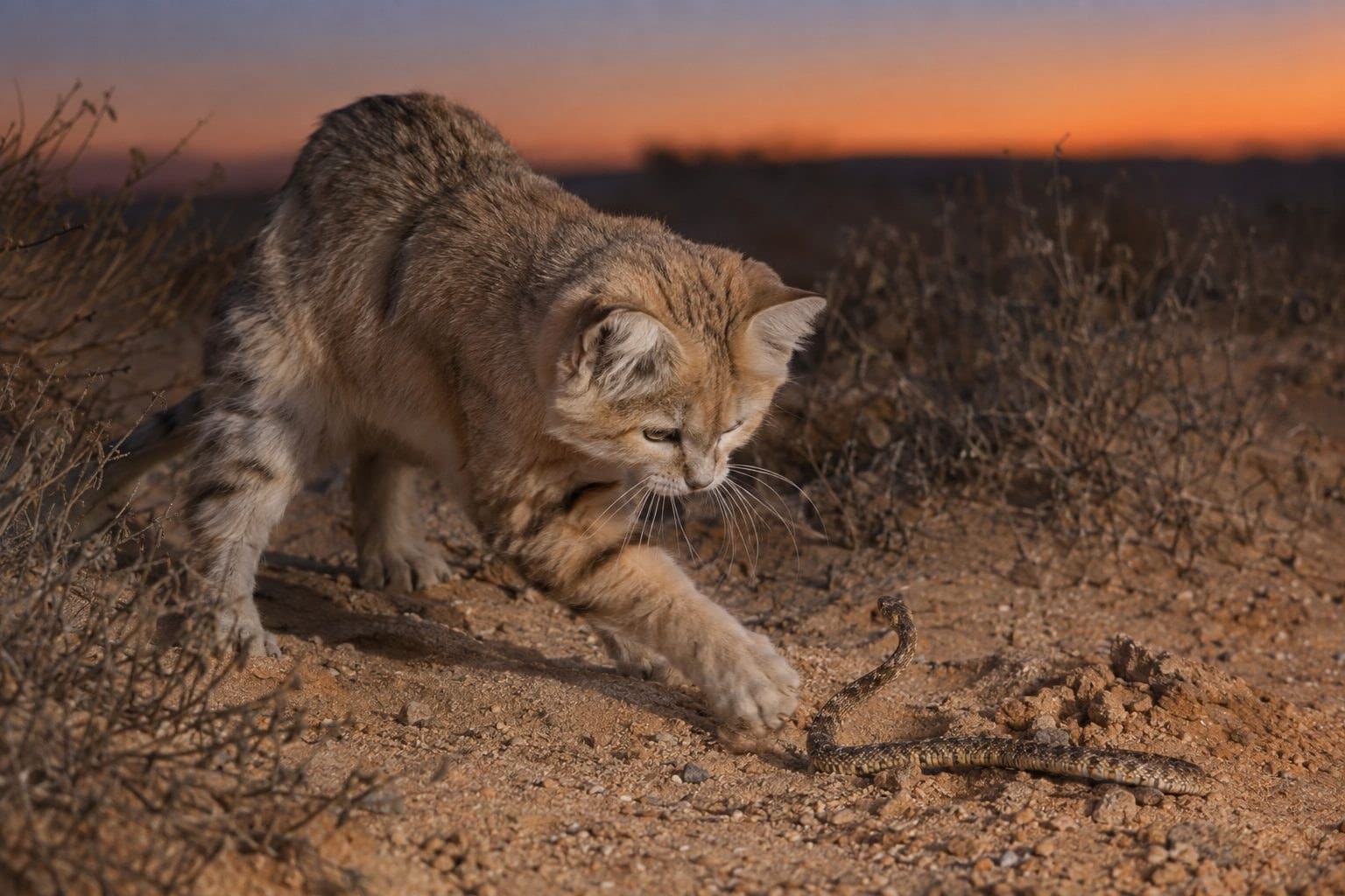 Chat des sables chassant et tuant un serpent