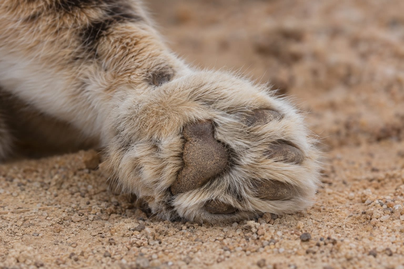 Gros plan sur les pattes et coussinets du chat des sables