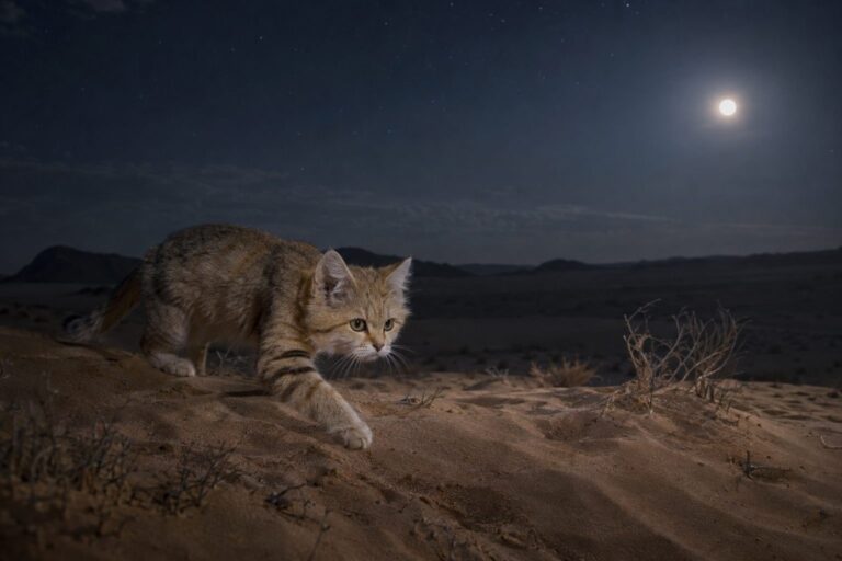 Chat des sables en chasse nocturne dans le désert
