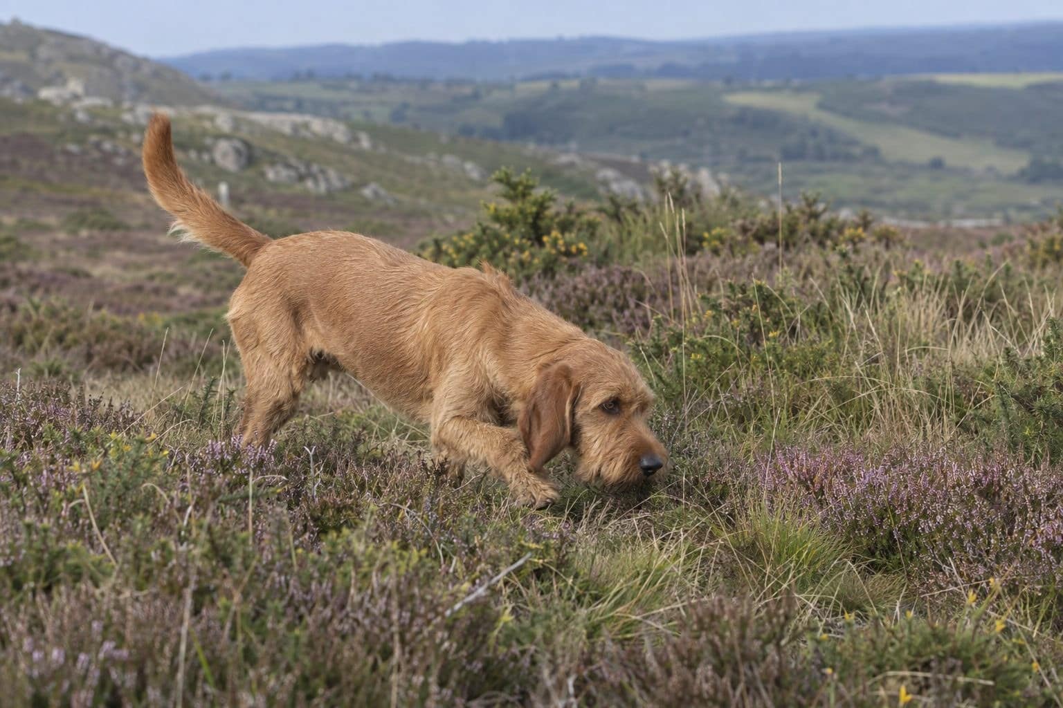 Basset fauve de bretagne en activité de chasse