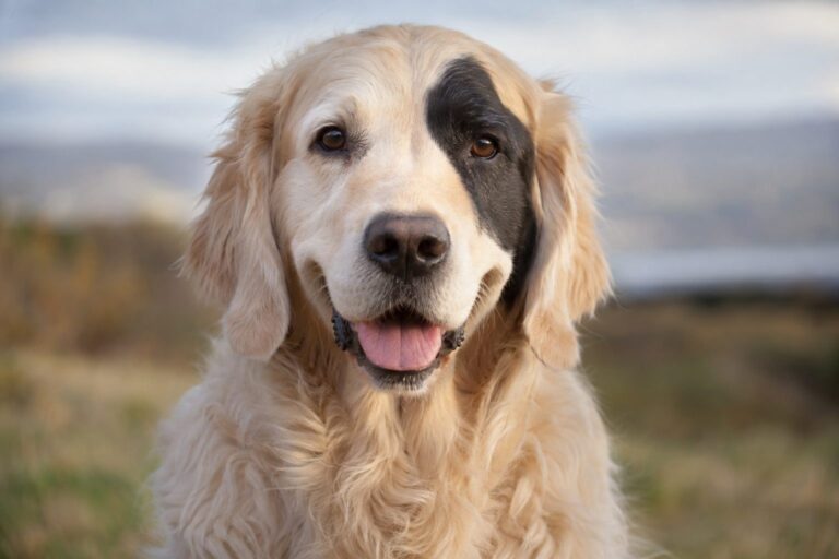 Portrait en gros plan d'Enzo, Golden Retriever crème avec sa caractéristique tache noire sur le visage