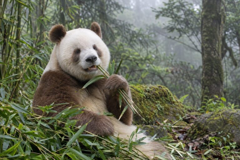Panda brun (Qizai) dans son habitat montagneux