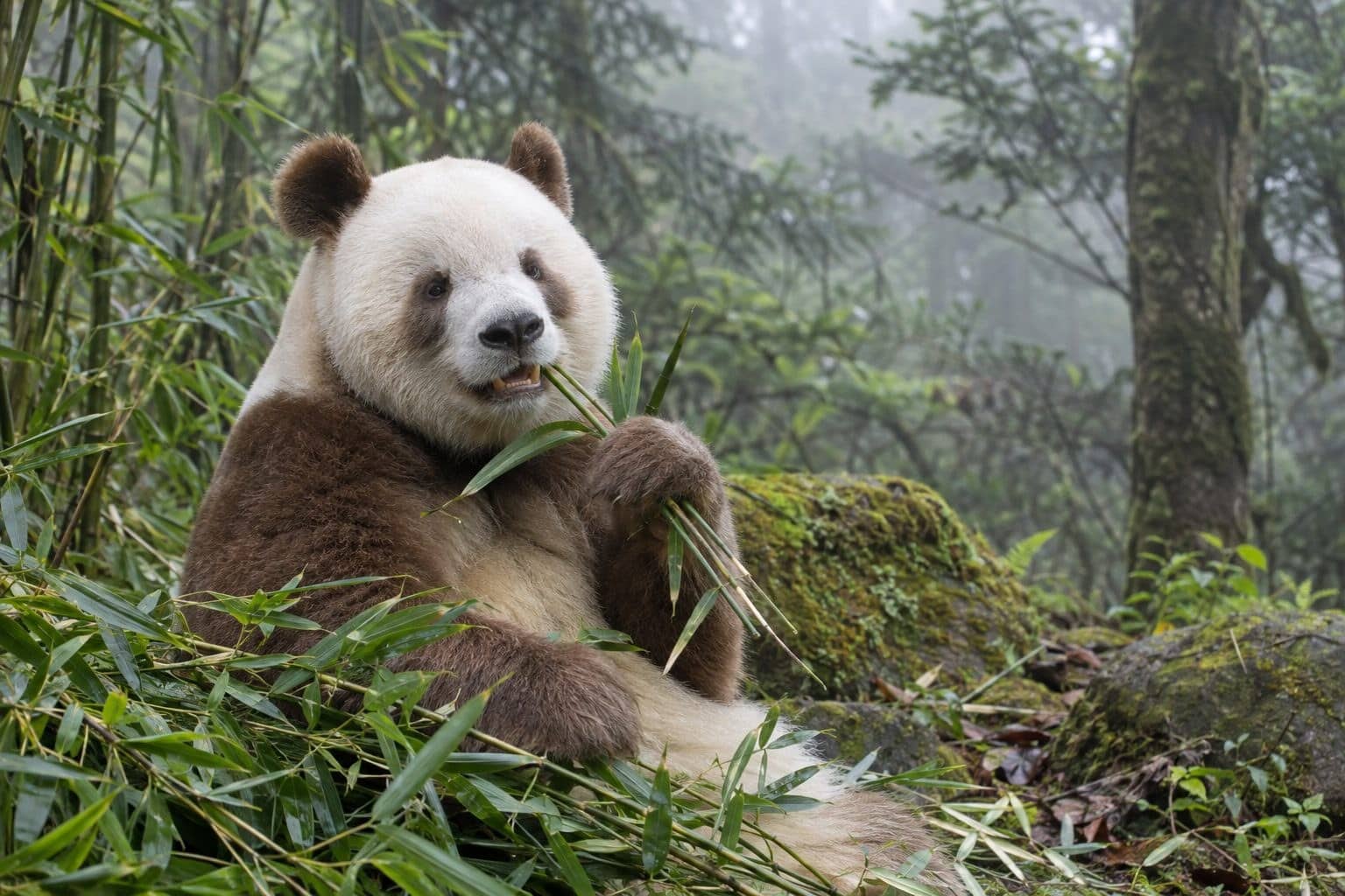 Découvrez Qizai, le seul panda marron au monde
