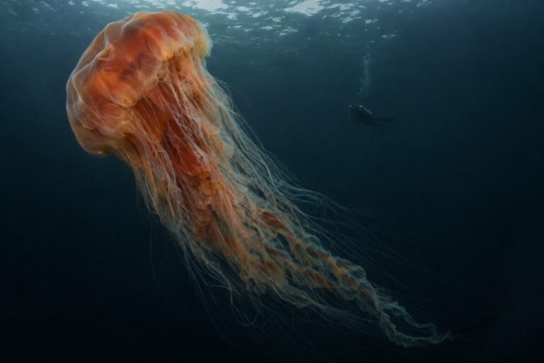 Méduse à crinière de lion (Cyanea capillata) géante dans l'océan