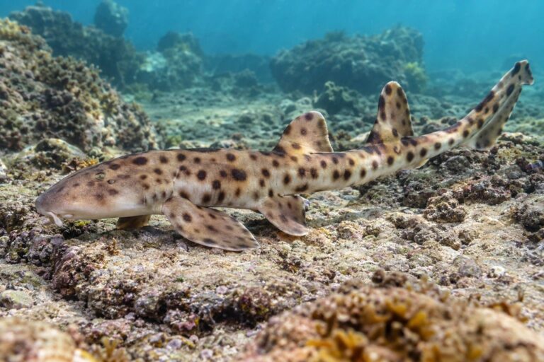 Un requin marcheur (Hemiscyllium) sur le fond marin rocheux des eaux australiennes, en train de se déplacer avec ses nageoires pectorales