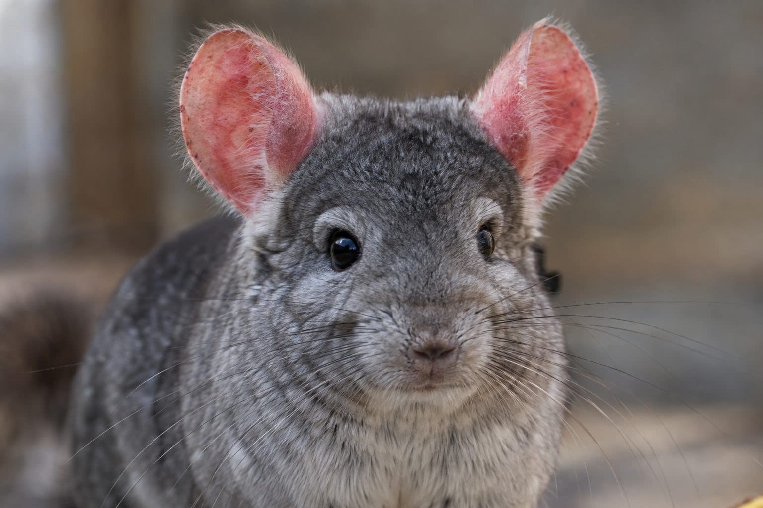 Des oreilles rouges chez votre chinchilla ? Le signal d’alerte à ne jamais sous-estimer pour sa santé