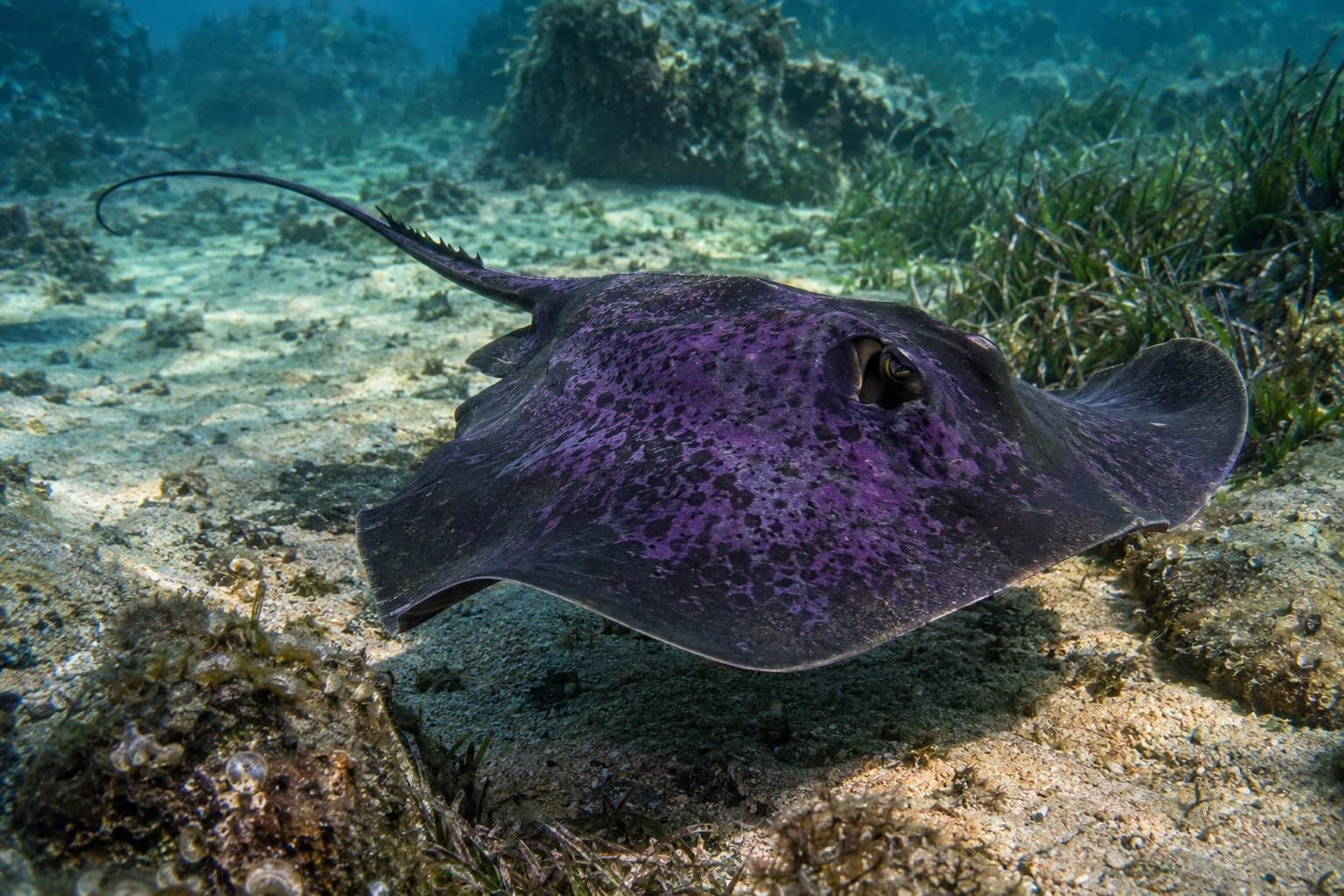 Raie pastenague violette (Pteroplatytrygon violacea) avec son aiguillon venimeux visible