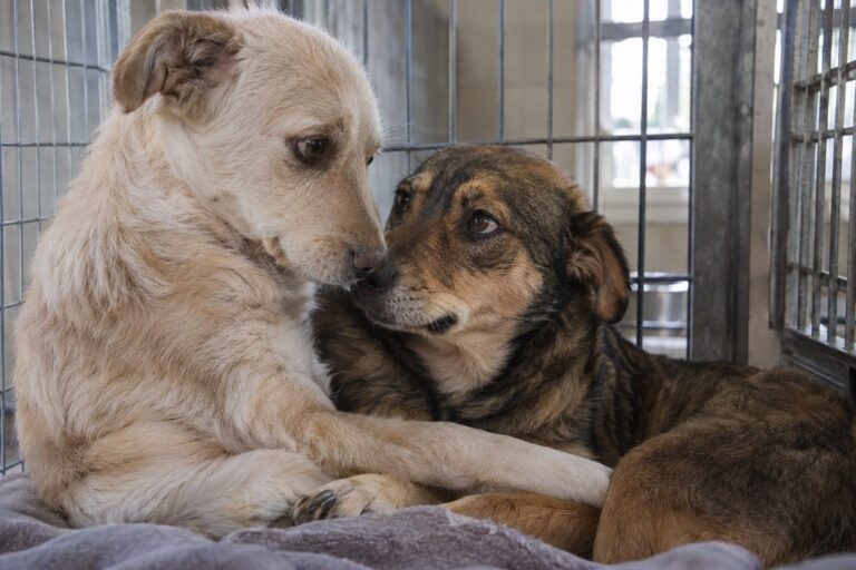 Deux chiennes de refuge (Kara et Keira) enlacées et se regardant tendrement derrière les barreaux d'une cage d'abri pour animaux